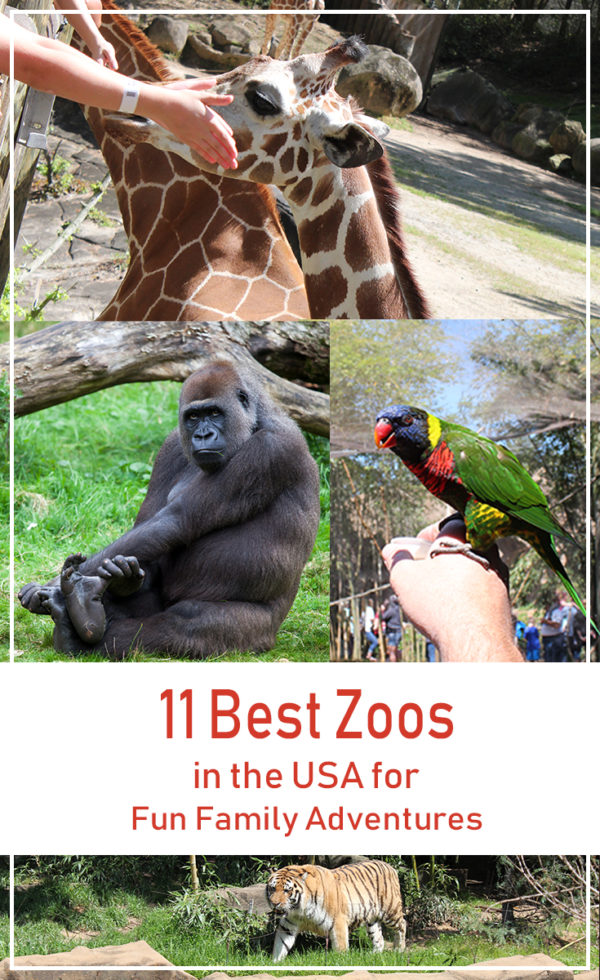 Top 11 Best Zoos in the USA for Fun Family Adventures